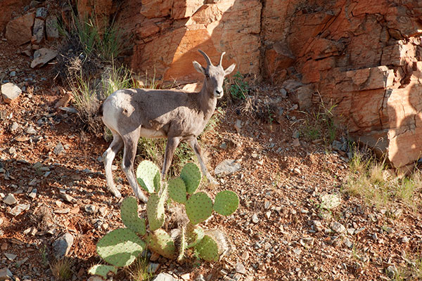 Rocky Mountain Bighorn Ovis canadensis Bighorn Sheep