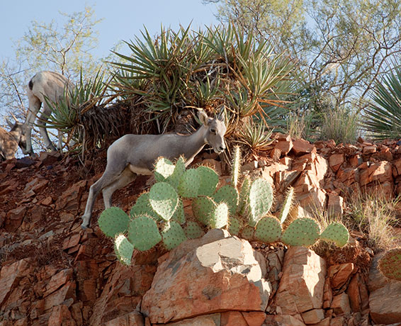 Rocky Mountain Bighorn Ovis canadensis Bighorn Sheep