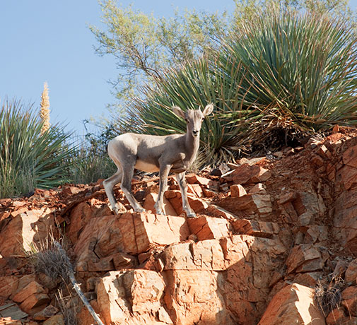 Rocky Mountain Bighorn Ovis canadensis Bighorn Sheep