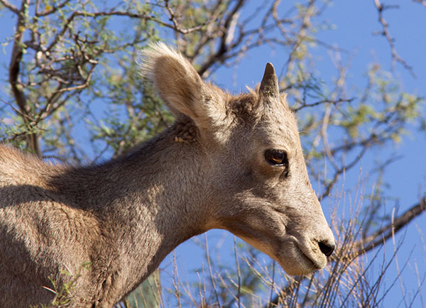 Rocky Mountain Bighorn Ovis canadensis Bighorn Sheep