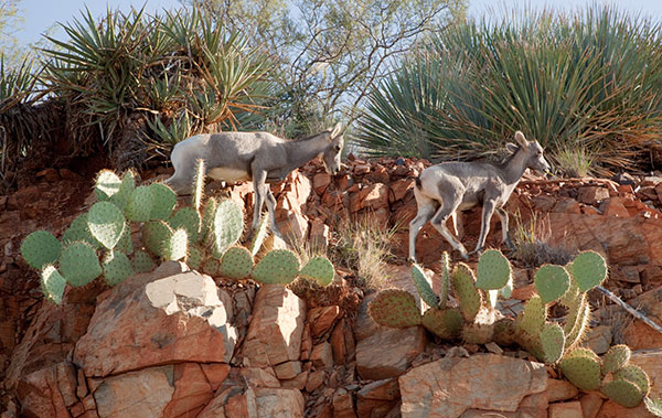 Rocky Mountain Bighorn Ovis canadensis Bighorn Sheep