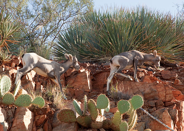 Rocky Mountain Bighorn Ovis canadensis Bighorn Sheep