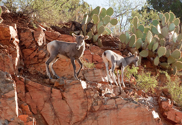Rocky Mountain Bighorn Ovis canadensis Bighorn Sheep