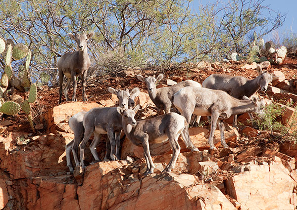 Rocky Mountain Bighorn Ovis canadensis Bighorn Sheep
