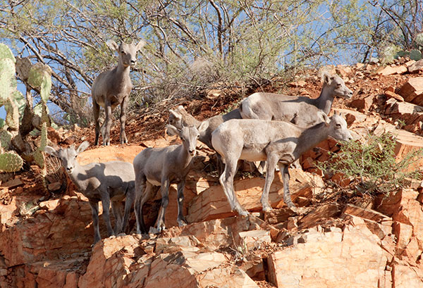 Rocky Mountain Bighorn Ovis canadensis Bighorn Sheep