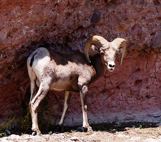 Rocky Mountain Bighorn Ovis canadensis Bighorn Sheep