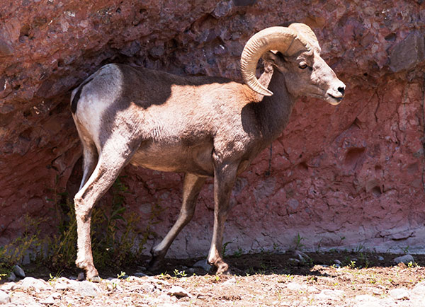 Rocky Mountain Bighorn Ovis canadensis Bighorn Sheep