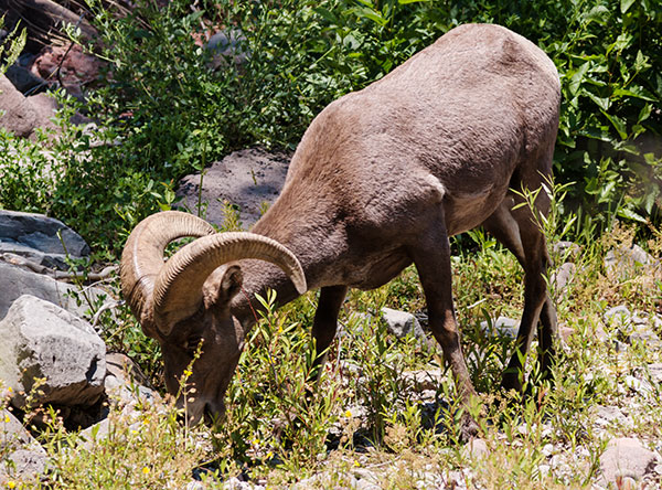 Rocky Mountain Bighorn Ovis canadensis Bighorn Sheep