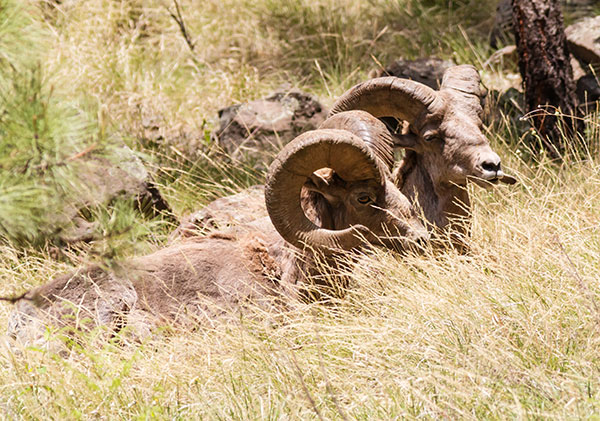 Rocky Mountain Bighorn Ovis canadensis Bighorn Sheep