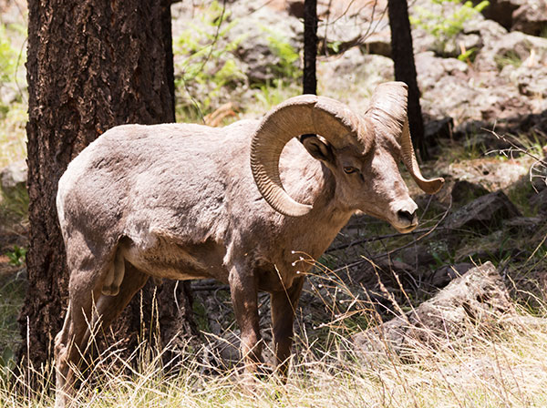 Rocky Mountain Bighorn Ovis canadensis Bighorn Sheep