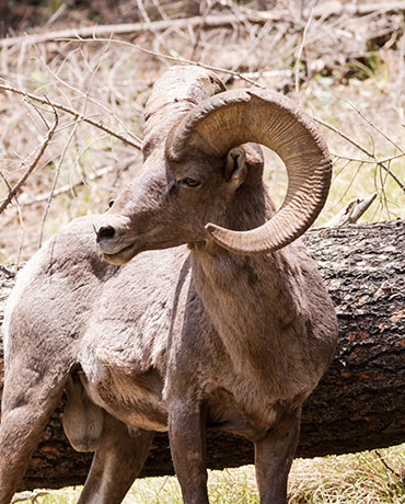 Rocky Mountain Bighorn Ovis canadensis Bighorn Sheep