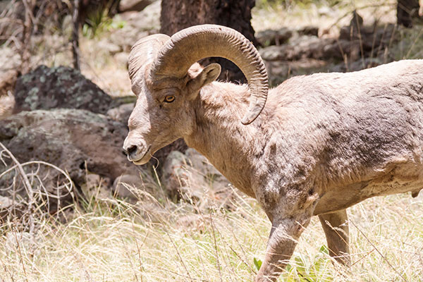 Rocky Mountain Bighorn Ovis canadensis Bighorn Sheep