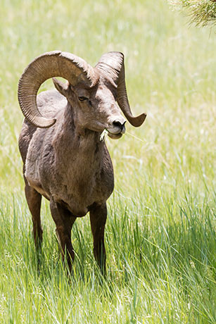 Rocky Mountain Bighorn Ovis canadensis Bighorn Sheep