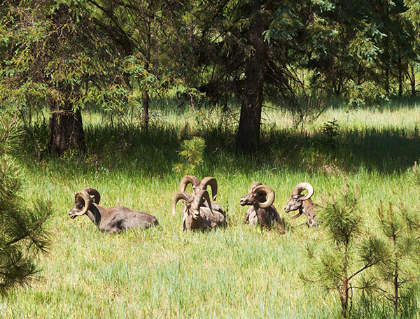 Rocky Mountain Bighorn Ovis canadensis Bighorn Sheep