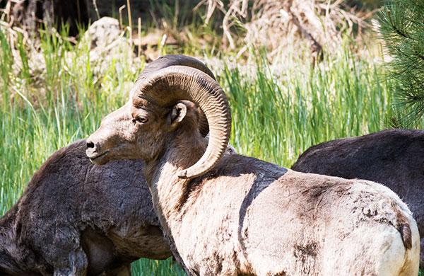 Rocky Mountain Bighorn Ovis canadensis Bighorn Sheep