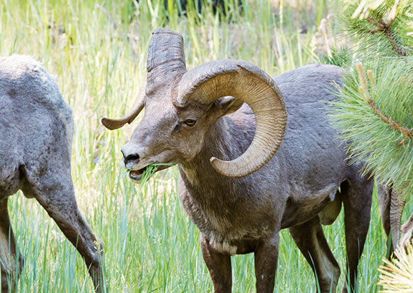 Rocky Mountain Bighorn Ovis canadensis Bighorn Sheep