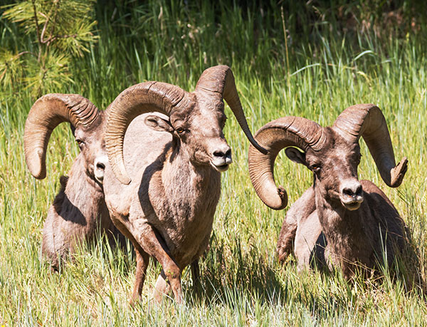 Rocky Mountain Bighorn Ovis canadensis Bighorn Sheep