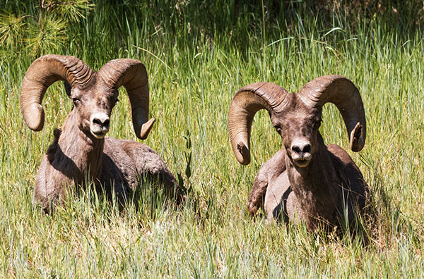 Rocky Mountain Bighorn Ovis canadensis Bighorn Sheep