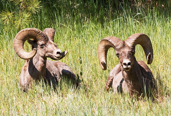 Rocky Mountain Bighorn Ovis canadensis Bighorn Sheep