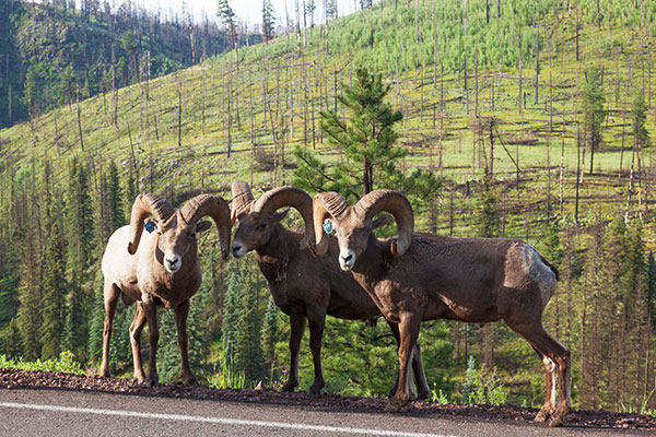 Rocky Mountain Bighorn Ovis canadensis Bighorn Sheep