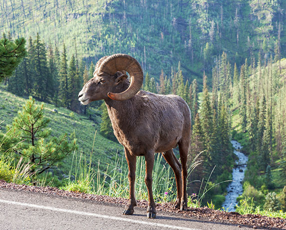 Rocky Mountain Bighorn Ovis canadensis Bighorn Sheep