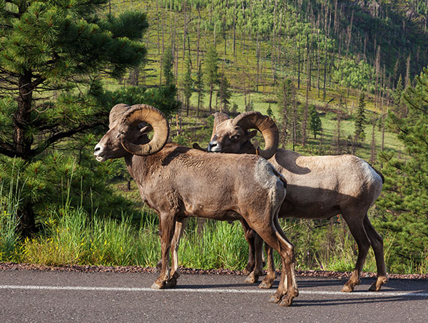 Rocky Mountain Bighorn Ovis canadensis Bighorn Sheep