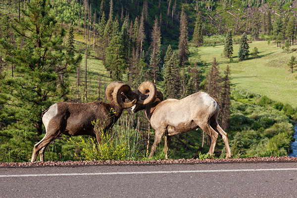 Rocky Mountain Bighorn Ovis canadensis Bighorn Sheep