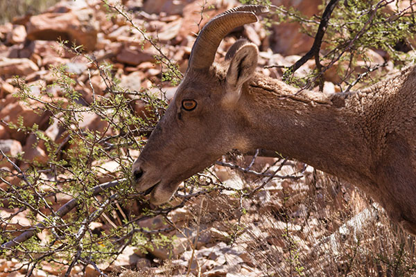 Rocky Mountain Bighorn Ovis canadensis Bighorn Sheep