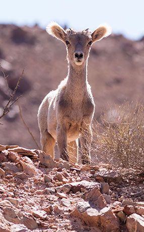 Rocky Mountain Bighorn Ovis canadensis Bighorn Sheep