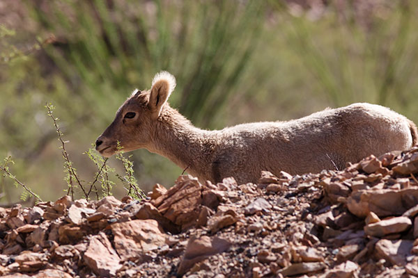 Rocky Mountain Bighorn Ovis canadensis Bighorn Sheep