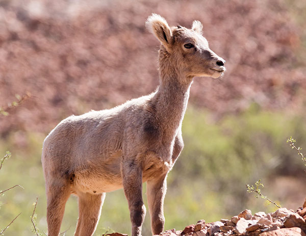 Rocky Mountain Bighorn Ovis canadensis Bighorn Sheep