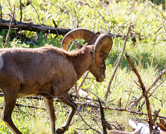 Rocky Mountain Bighorn Ovis canadensis Bighorn Sheep