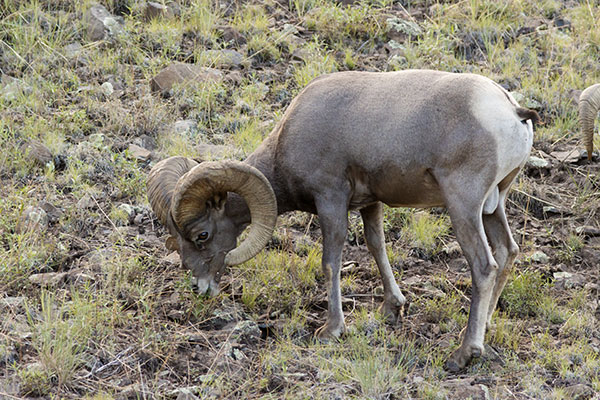 Rocky Mountain Bighorn Ovis canadensis Bighorn Sheep