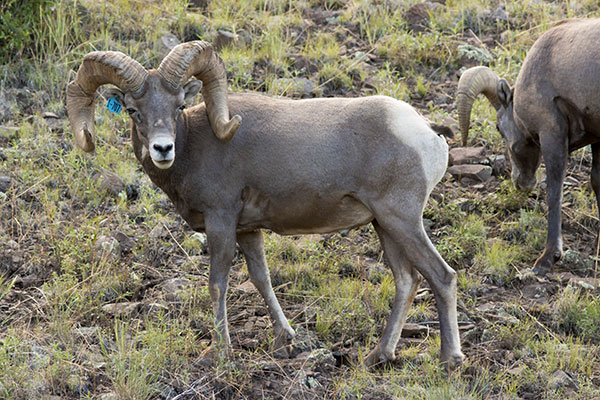 Rocky Mountain Bighorn Ovis canadensis Bighorn Sheep