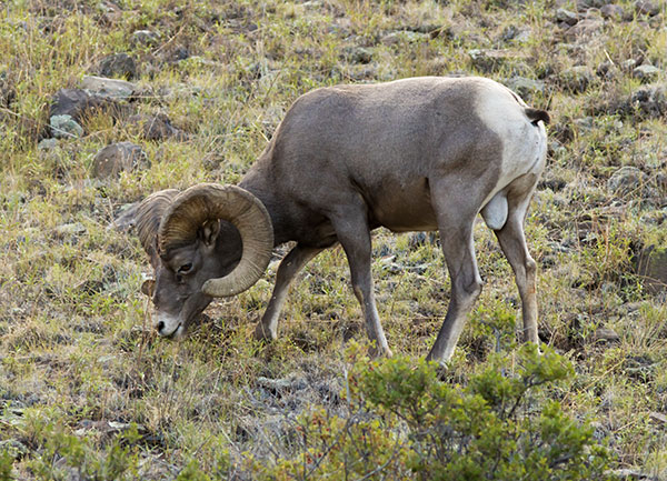 Rocky Mountain Bighorn Ovis canadensis Bighorn Sheep