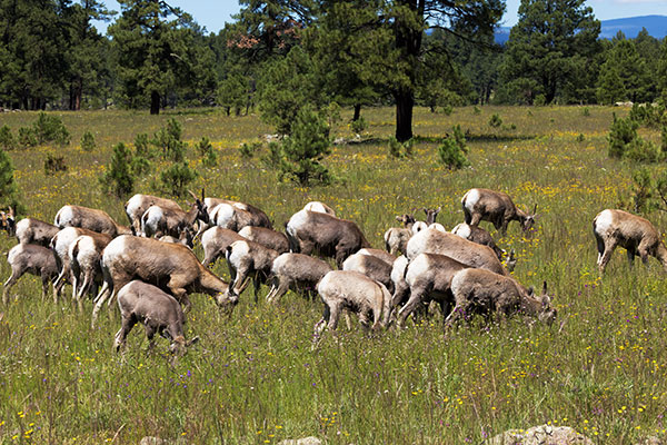 Rocky Mountain Bighorn Ovis canadensis Bighorn Sheep