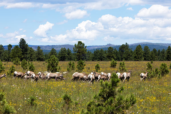 Rocky Mountain Bighorn Ovis canadensis Bighorn Sheep