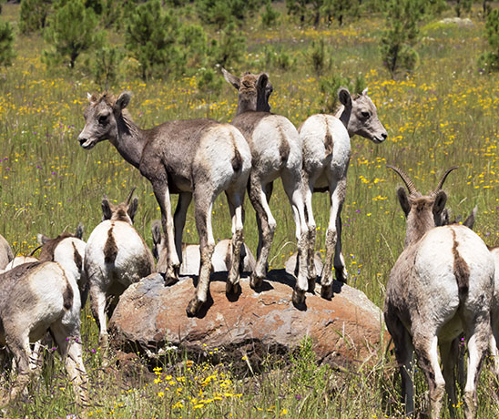 Rocky Mountain Bighorn Ovis canadensis Bighorn Sheep