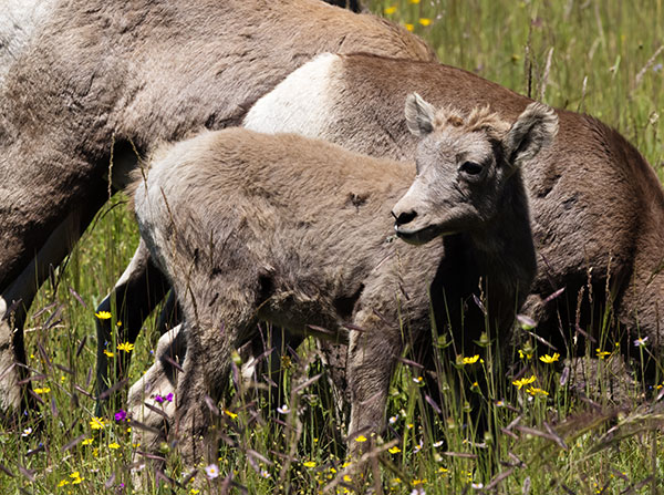 Rocky Mountain Bighorn Ovis canadensis Bighorn Sheep