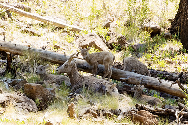 Rocky Mountain Bighorn Ovis canadensis Bighorn Sheep