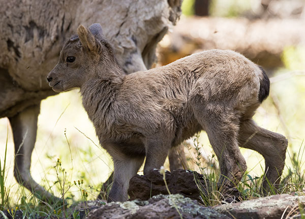 Rocky Mountain Bighorn Ovis canadensis Bighorn Sheep
