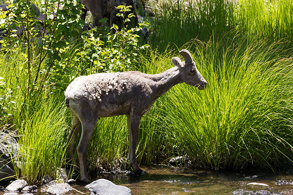 Rocky Mountain Bighorn Ovis canadensis Bighorn Sheep
