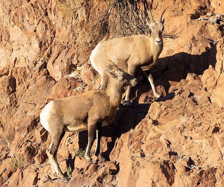 Rocky Mountain Bighorn Ovis canadensis Bighorn Sheep