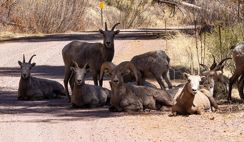 Rocky Mountain Bighorn Ovis canadensis Bighorn Sheep