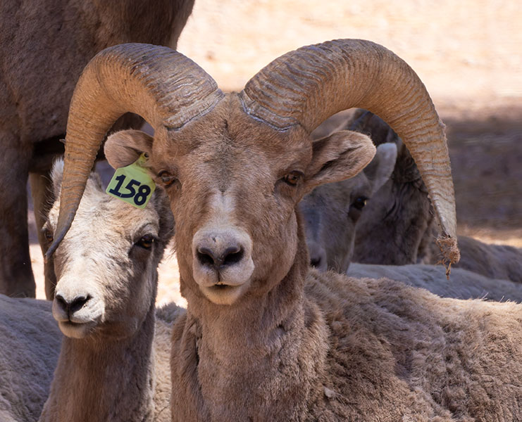 Rocky Mountain Bighorn Ovis canadensis Bighorn Sheep