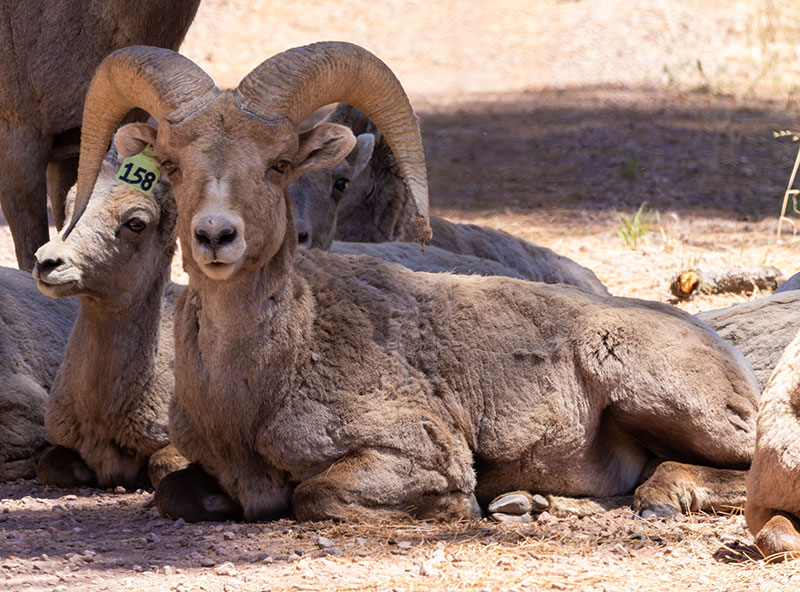Rocky Mountain Bighorn Ovis canadensis Bighorn Sheep