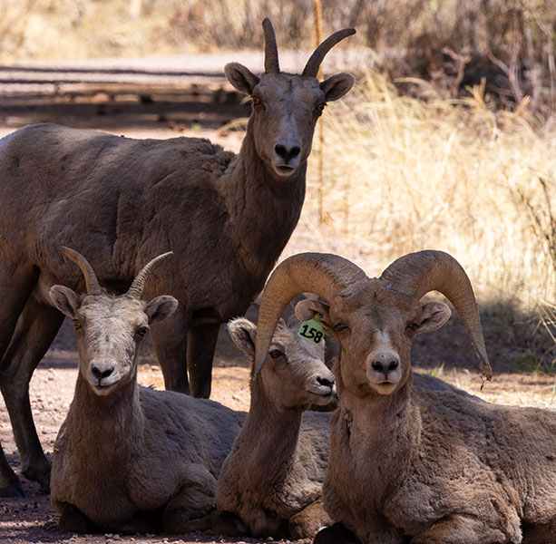 Rocky Mountain Bighorn Ovis canadensis Bighorn Sheep