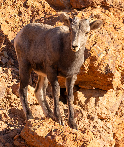 Rocky Mountain Bighorn Ovis canadensis Bighorn Sheep