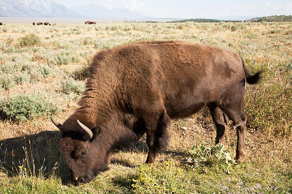 Bison (Bison Bison)