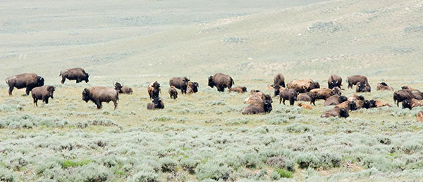 Bison (Bison Bison) 